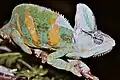 Chameleon jemenský