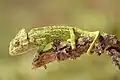 Chameleon obecný z Portugalska