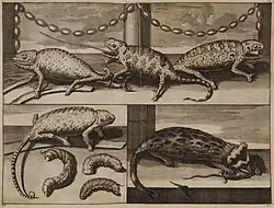 Studie zvířat, Izmir