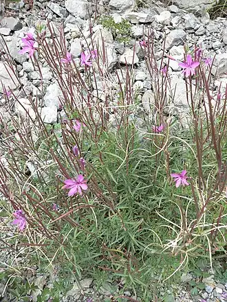 alternativní popis obrázku chybí