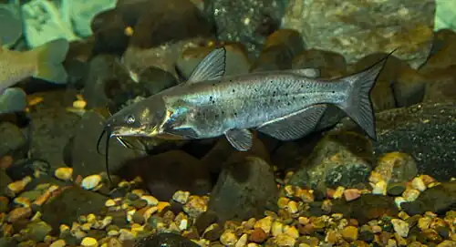 Mladý jedinec sumečka tečkovaného (Ictalurus punctatus)