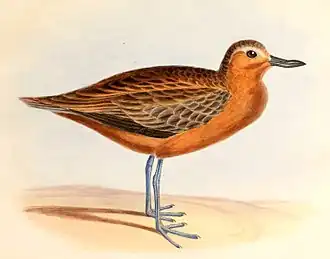 Dospělý jedinec (Charles Joseph Hullmandel, 1844)