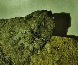 Trilobit: Cheirurus insignis (Beyrich, 1845)