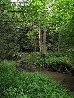 Potok nedaleko přírodní památky Zavírka