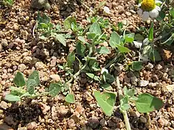 merlík smrdutý (Chenopodium vulvaria)