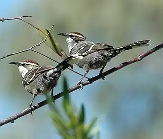 alternativní popis obrázku chybí