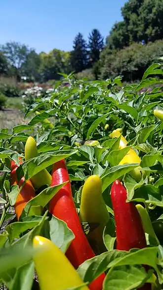 alternativní popis obrázku chybí