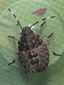 Nymfa raného instaru