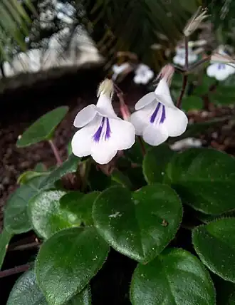 alternativní popis obrázku chybí