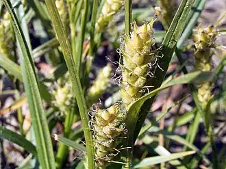 alternativní popis obrázku chybí