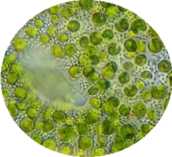 alternativní popis obrázku chybí