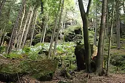 Sesuv pískovců na svahu Kozlova