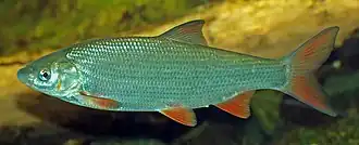 alternativní popis obrázku chybí