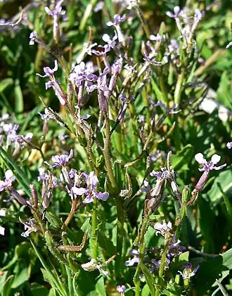 alternativní popis obrázku chybí