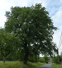 Dub na Chotěbuzské