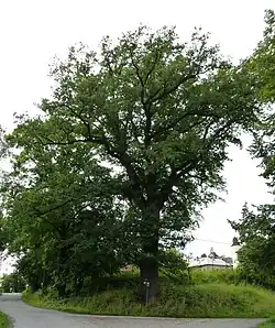 Dub na ulici Pod Zámkem