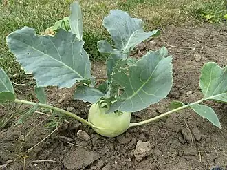 kedluben (var. gongylodes)