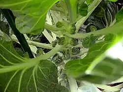 Malé růžičky na matečné rostlině