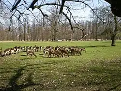 Chov daňků v parku