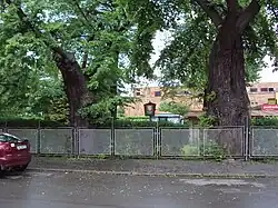 Lípy u kostela sv. Máří Magdaleny