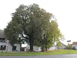 Lípy na křižovatce