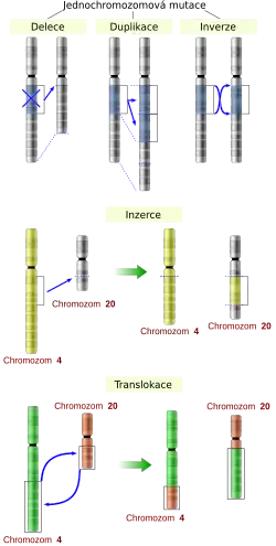 chromozomová mutace