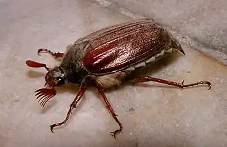 Samec chrousta obecného