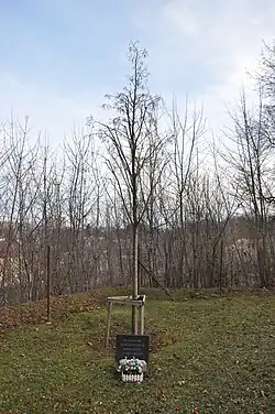 Památná lípa B. Laušmana na hřbitově v Chrudimi