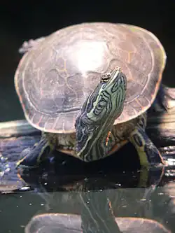 alternativní popis obrázku chybí