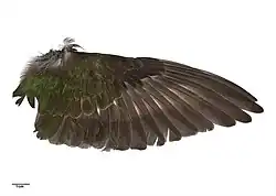 Svrchní strana je tmavá se zeleným iridiscentním zbarvením na ručních a loketních letkách