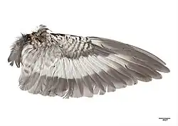 Spodní strana je světlá s bílým pruhem ve středové části jinak tmavších letek