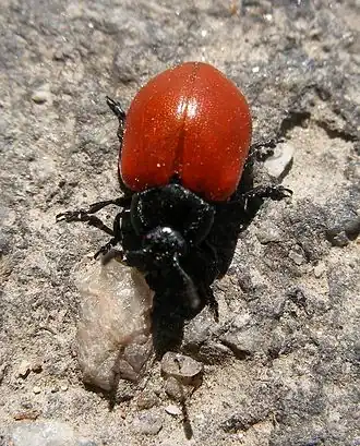 alternativní popis obrázku chybí