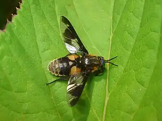 alternativní popis obrázku chybí