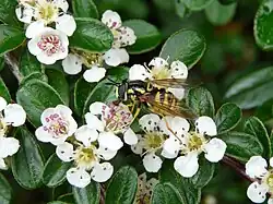 Detailní záběr na široce rozevřené bílé květy, na jednom sedí vosa