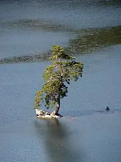 Chudobínská borovice