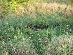 Chvalka u Martiňáku obrostlá rákosím