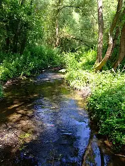 Kačák u Markova mlýna