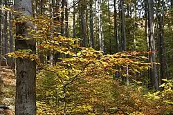 Přírodní rezervace Chynínské buky