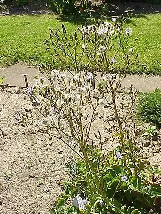 alternativní popis obrázku chybí