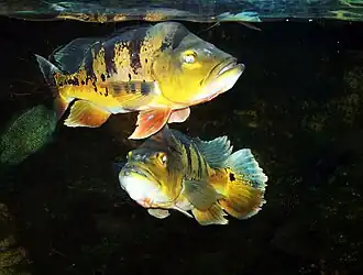 Cichla ocellaris Dvur zoo 3