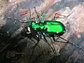 Cicindela sexguttata
