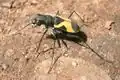 Cicindela aurofasciata z Indie