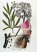 Vyobrazení z Flora Batava, sv. 4, 1822