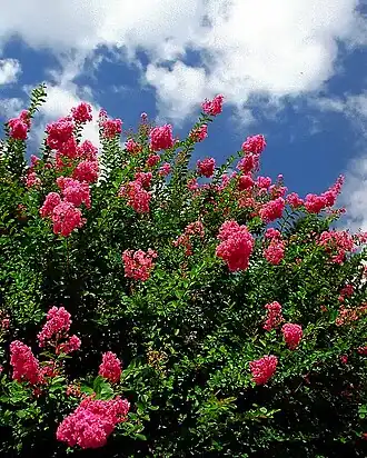 alternativní popis obrázku chybí