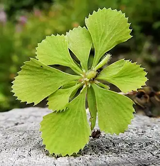 alternativní popis obrázku chybí