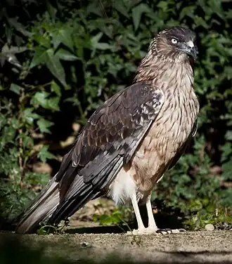 alternativní popis obrázku chybí