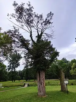 Památné tisy červené