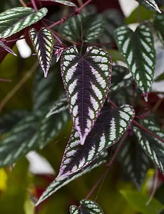 alternativní popis obrázku chybí