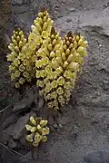 Cistanche phelypaea subsp. lutea