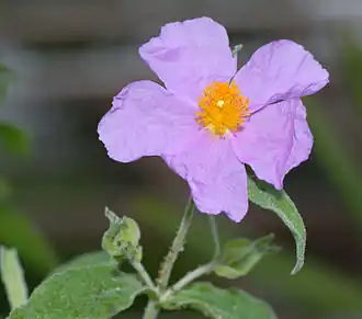 alternativní popis obrázku chybí